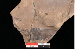 Foto (Detailsansicht) von Quercus palaeoilex Ettingshausen (NHMW-GEO-2024-0188-0806)